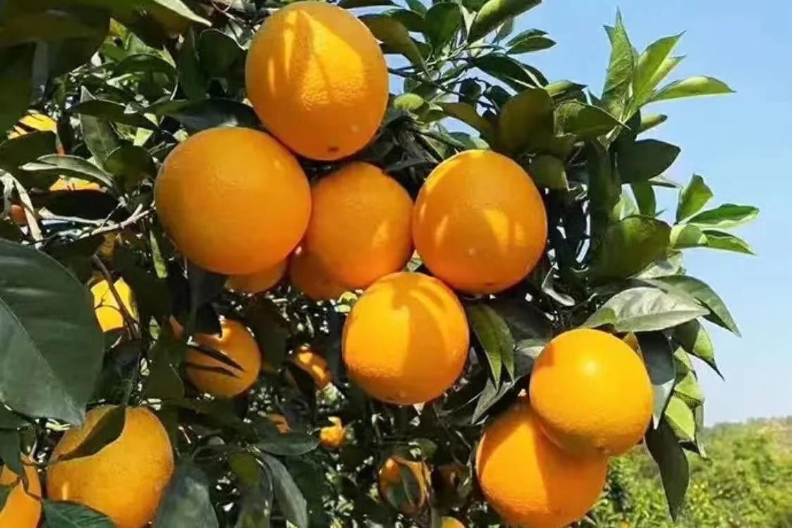 全国哪的橙子最好吃,全国哪些地方的橙子好吃水分多