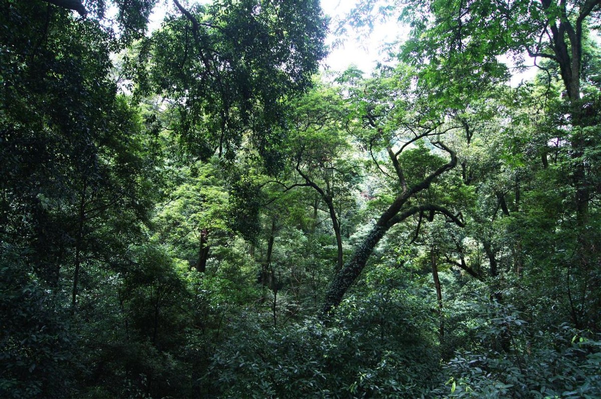 蜈蚣为什么是特别毒的虫,一般蜈蚣的毒性有多强