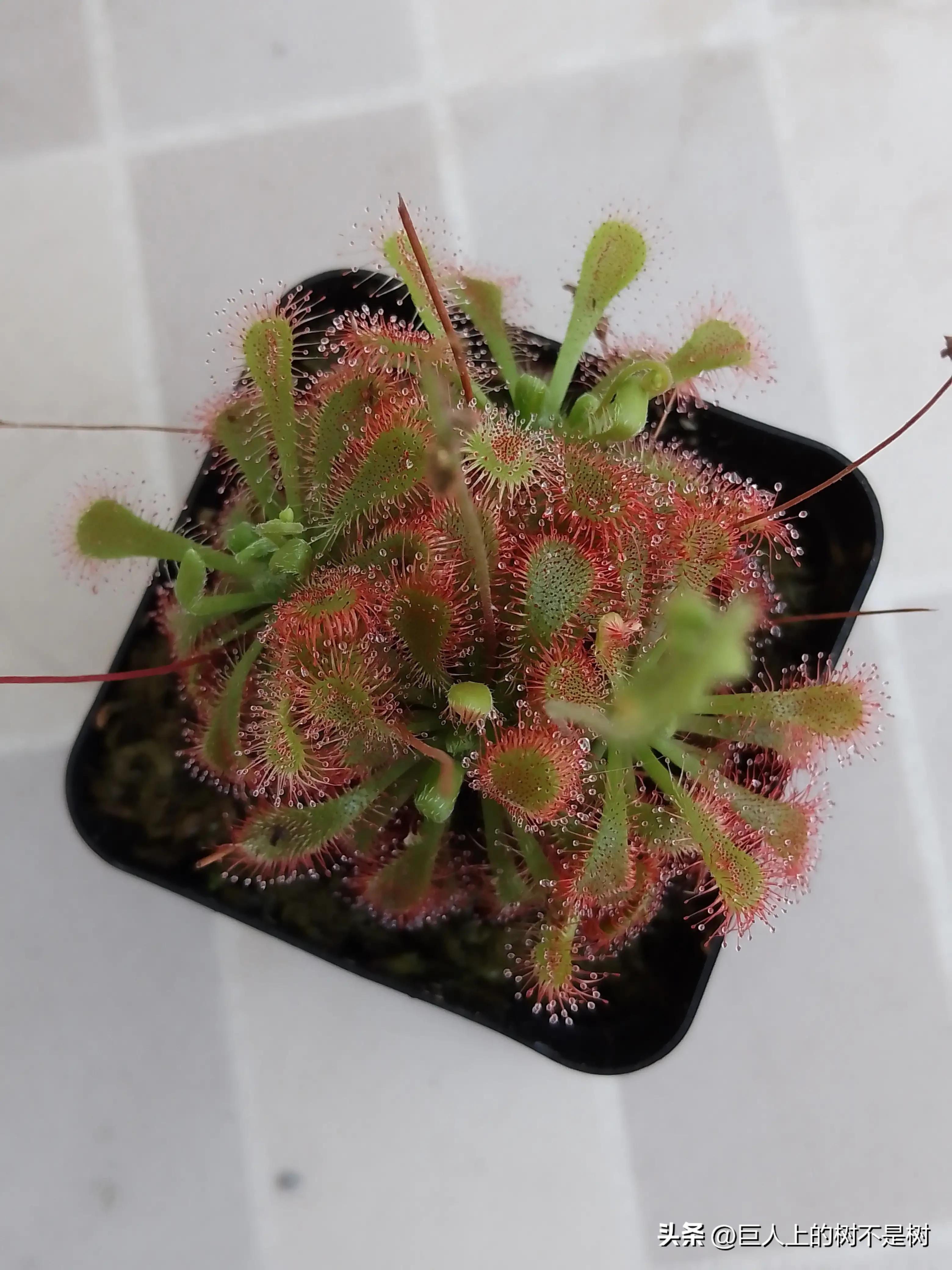 食虫植物茅膏菜养殖方法,茅膏菜可以养在室内吗