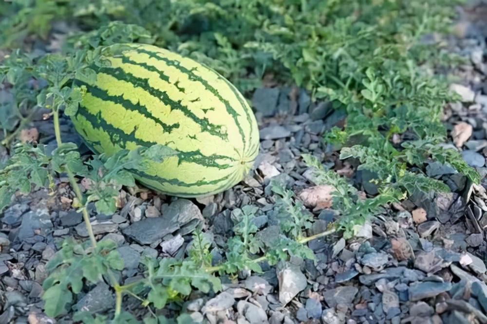 戈壁西瓜为什么会被禁种,戈壁西瓜有多大危害