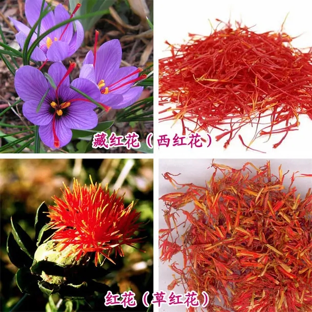 藏红花和红花功效有什么区别吗,红花和藏红花有区别吗视频