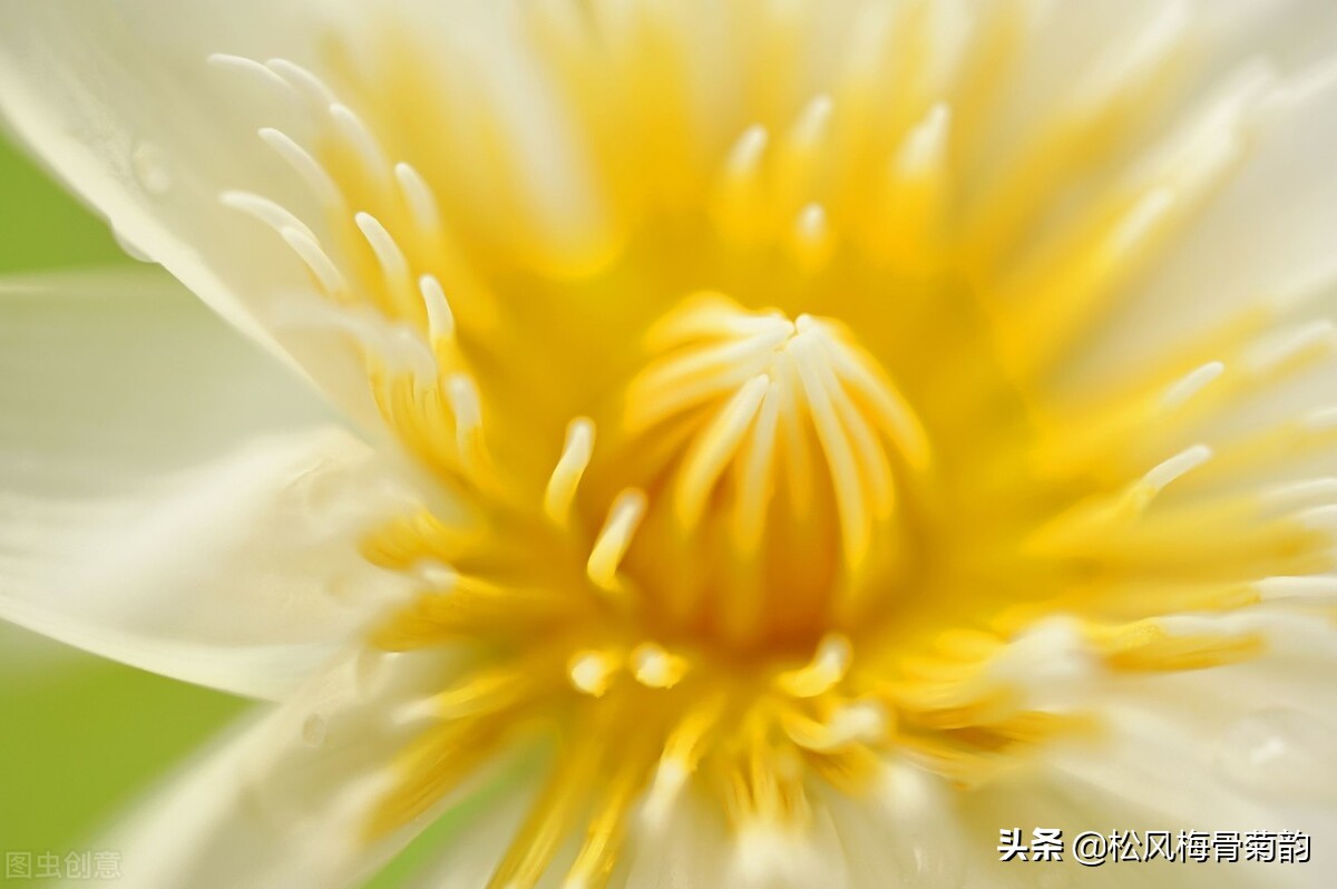 花儿朵朵开，香艳惹人爱，闻香觅花来，弄花香满衣