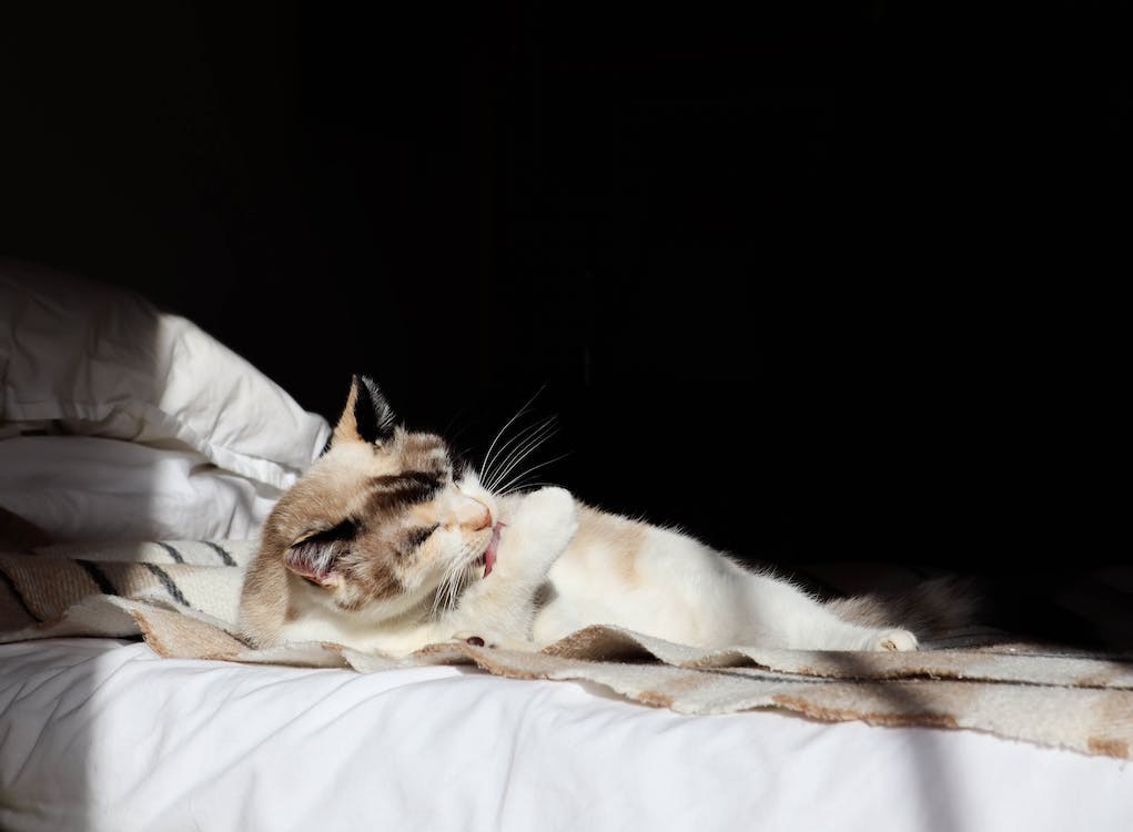 猫咪最想告诉你的8件事,猫咪最想告诉你的几件事