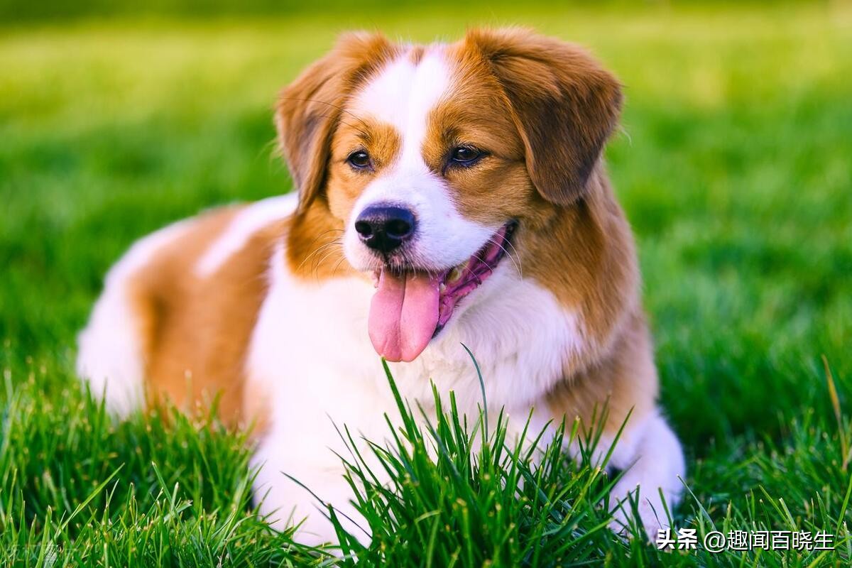 周公解梦女人梦见狐狸和狗在一起,做梦梦到老鼠蛇狗