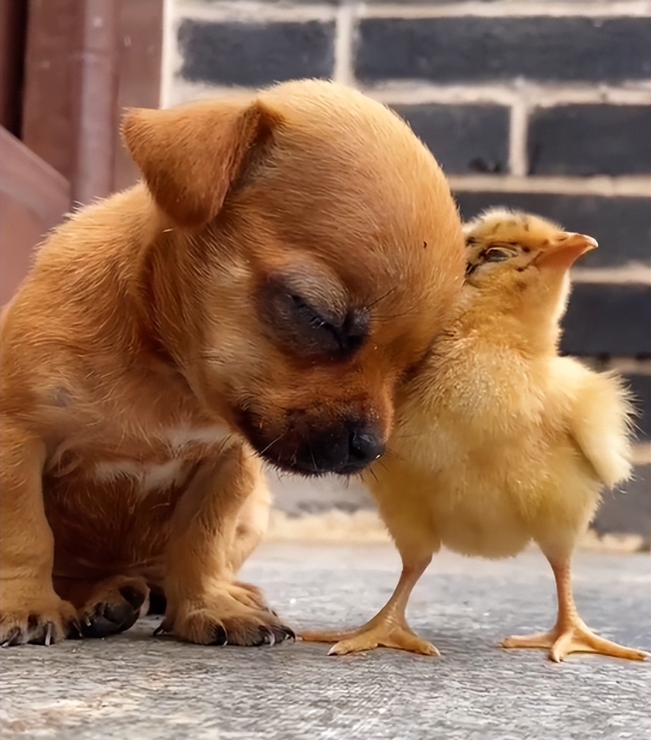 狗界巅峰中华田园犬,狗界巅峰的狗子