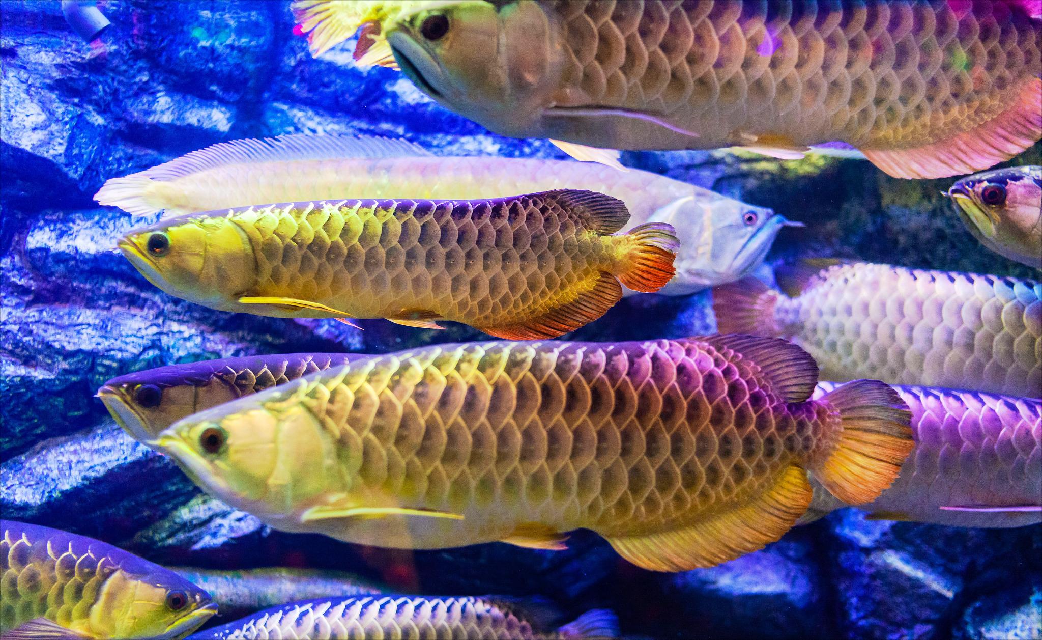 龙鱼的起源和由来,龙鱼来历