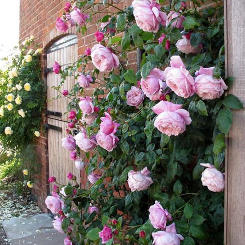 光照不足也能猛开花的藤本月季,抗病好养勤花的藤本月季品种