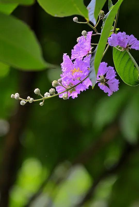 紫薇花壁纸高清全屏,唯美紫壁纸