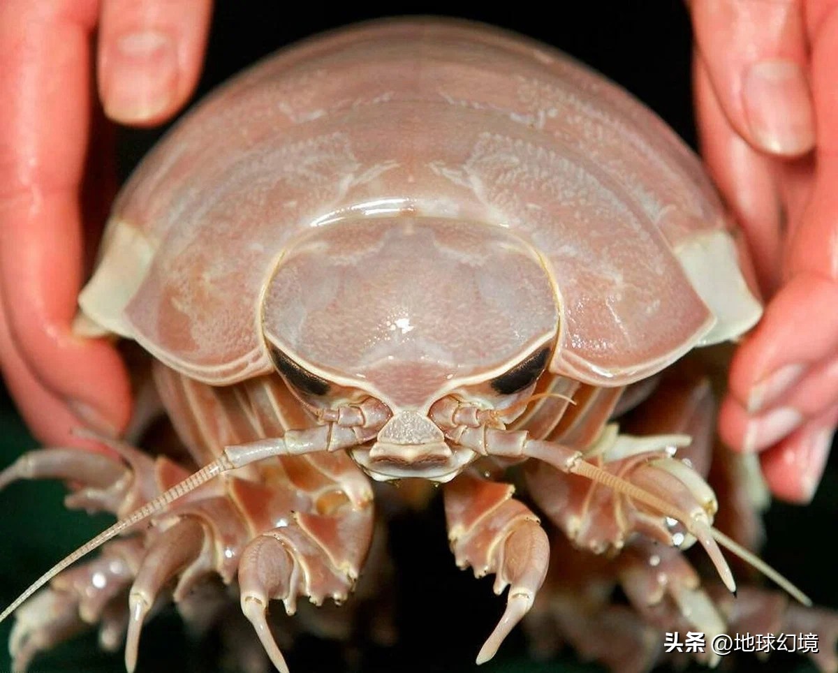 20张罕见的动物图片你看过几张,100张罕见动物照片