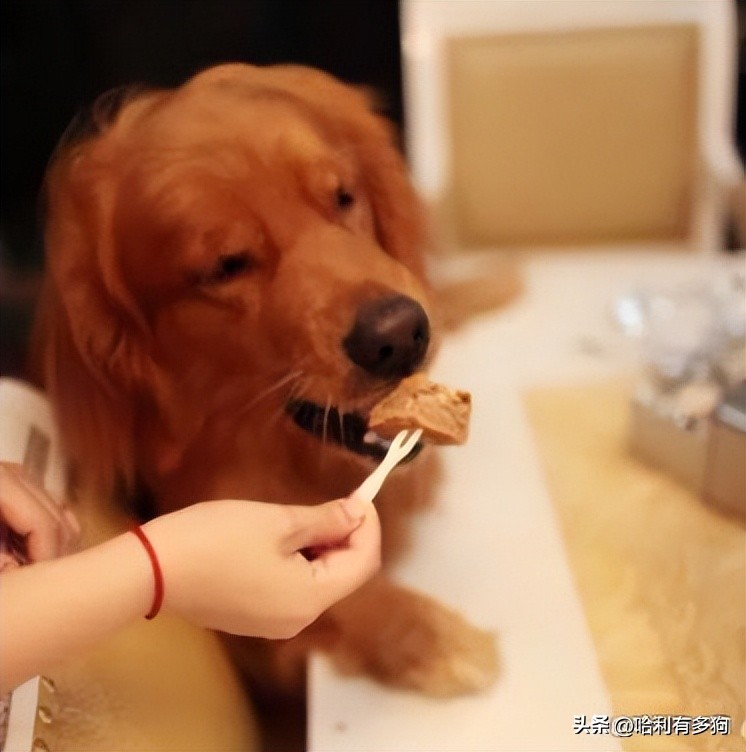 小狗耳朵里有褐色分泌物,小狗耳朵里黑色的东西怎么办