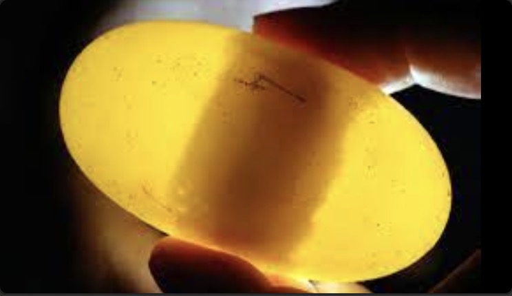 科学家记录鳄鱼首次孤雌生殖,美国雌性鳄鱼