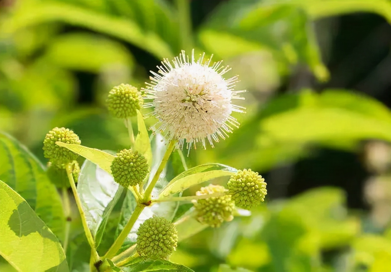 闀垮緱鍍忚冻鐞冧竴鏍风殑妞嶇墿,鍜岃冻鐞冩湁鍏崇殑妞嶇墿
