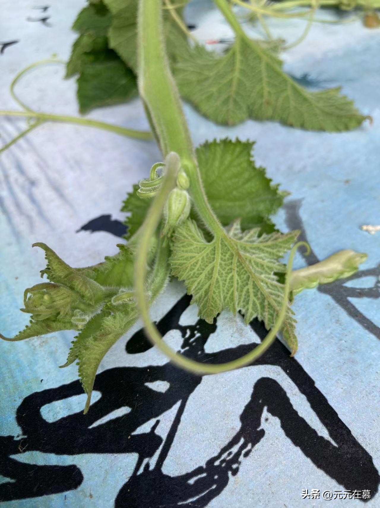 回农村是快乐的吗,回老家度假的快乐