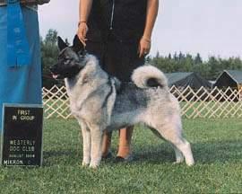 世界名犬大赛全程视频,世界名犬狗狗品种大全