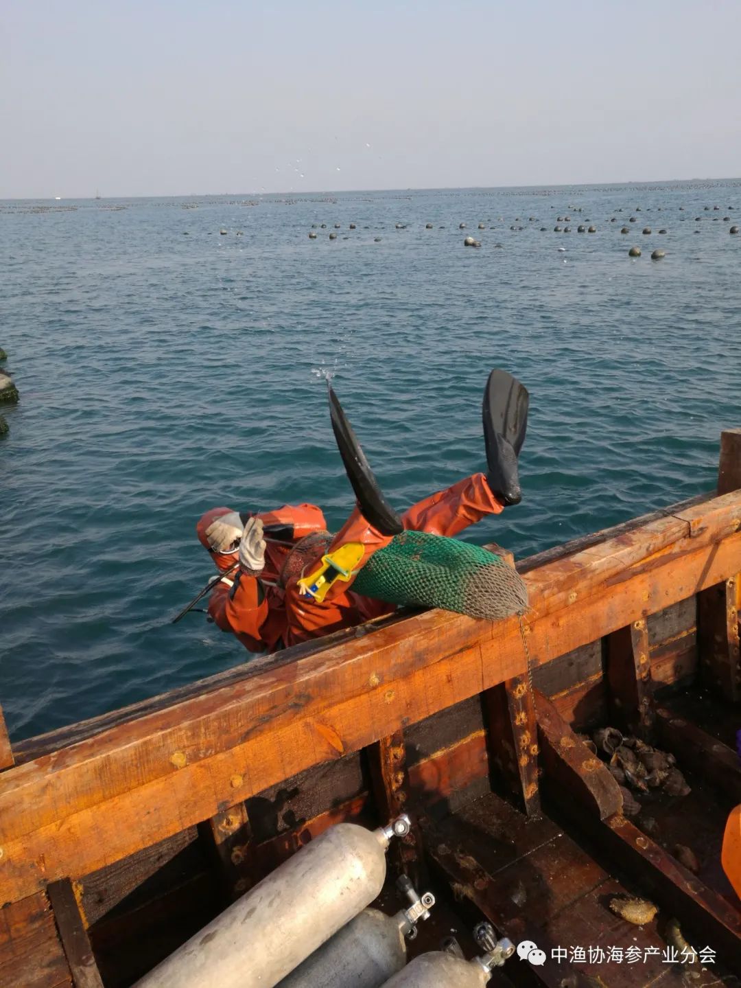 大连海参今后发展,大连海参产量全国占比多少