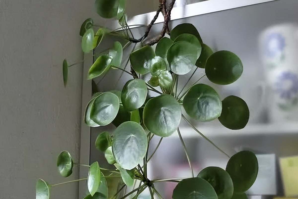 镜面草怎么养最好,镜面草小知识