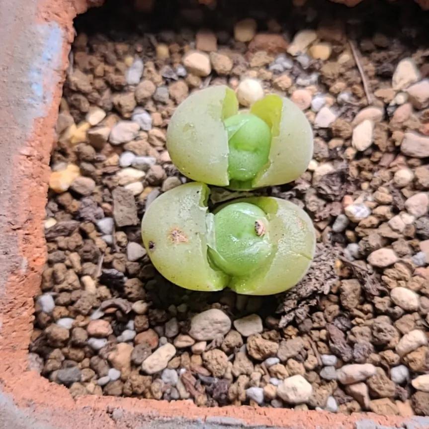 肉锥蜕皮要断水吗,肉锥什么时候蜕皮