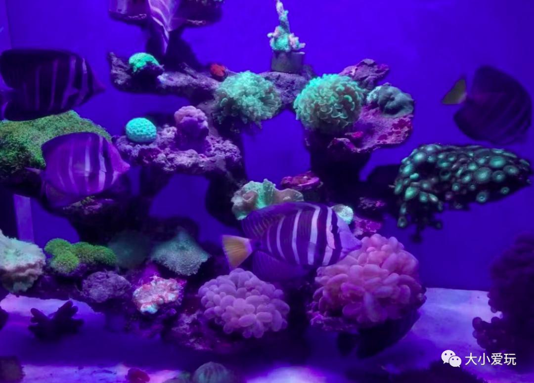 北京最美的花鸟市场,北京值得逛的花鸟市场