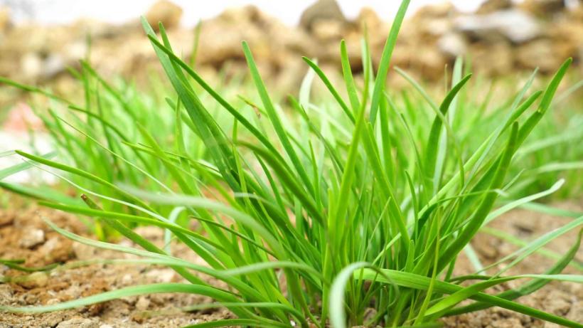 古代的饭后水果有哪些,古代什么水果最有营养