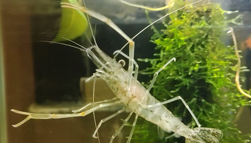 鱼缸内壁滑滑的可以去除吗,鱼缸壁上白色黏黏的东西怎么清除