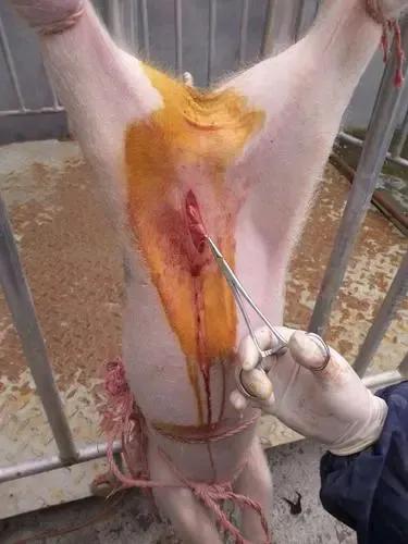 养猪技术：猪疝气的病因和治疗方案