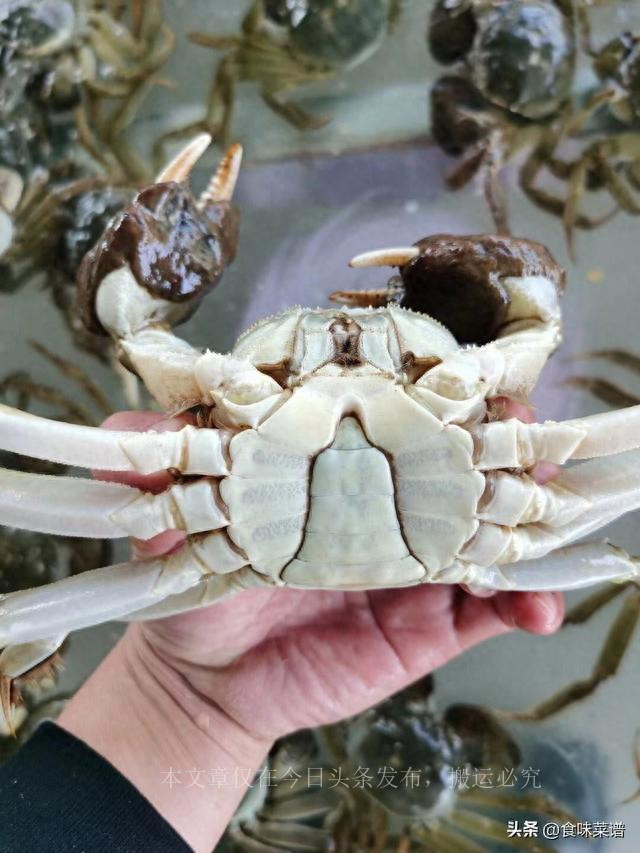 中国哪里大闸蟹最好,全国最好的大闸蟹排行榜第一名