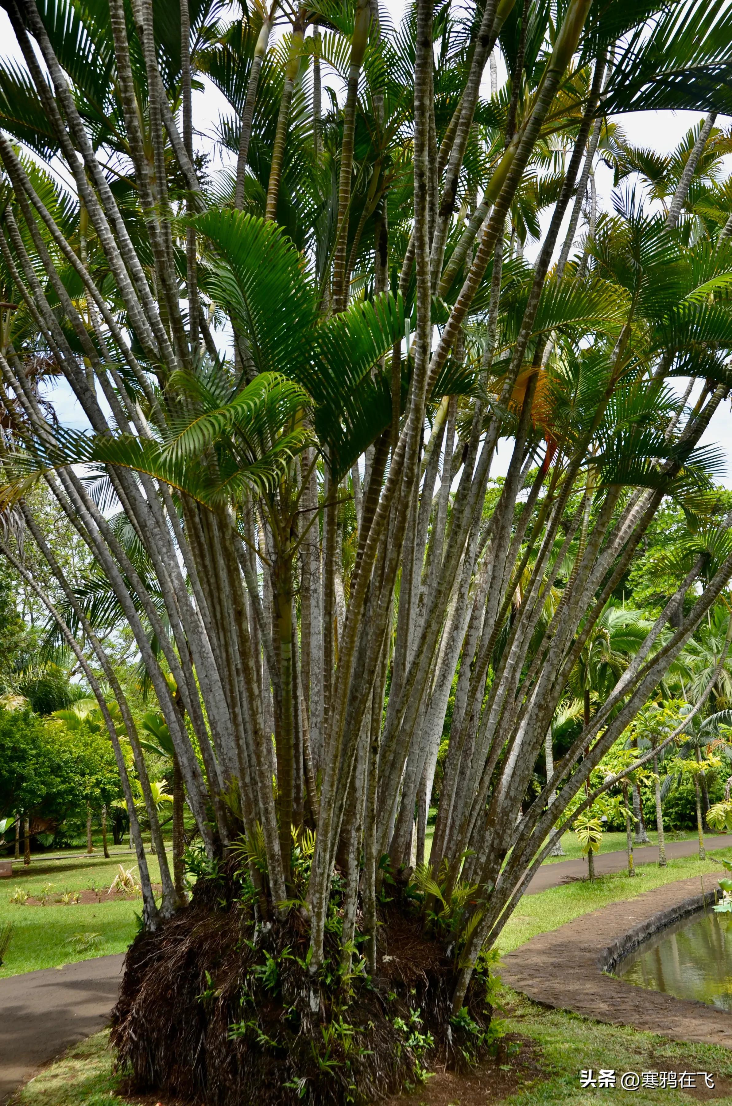 毛里求斯鹦鹉灭绝时间,毛里求斯有许多渡渡鸟吗