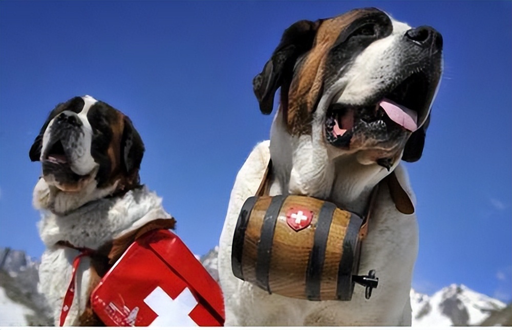 最凶猛的猛犬连藏獒都是弟弟,世界十大猛犬藏獒仅排第二