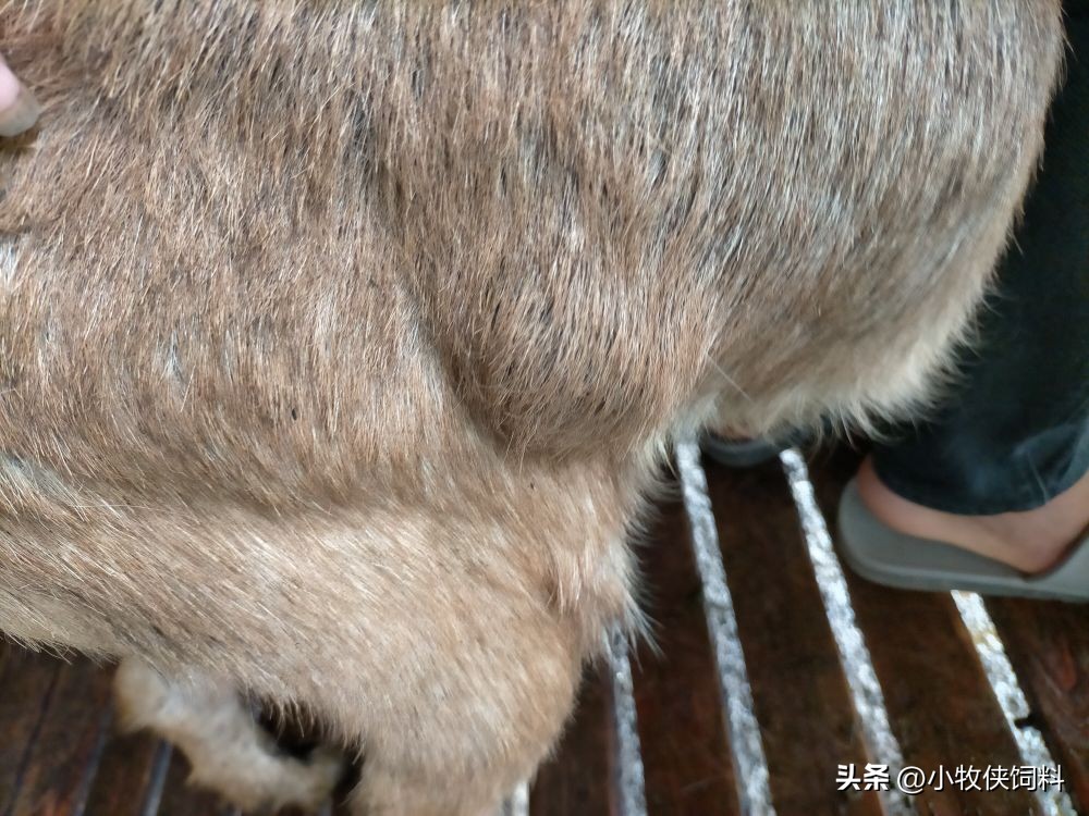 羊身上长脓包怎么根治,羊长脓包可以往脓包里打青霉素吗