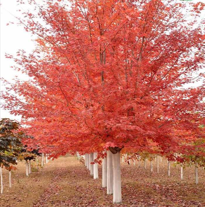十年前种的树现在能卖多少钱,现在种树什么树值钱