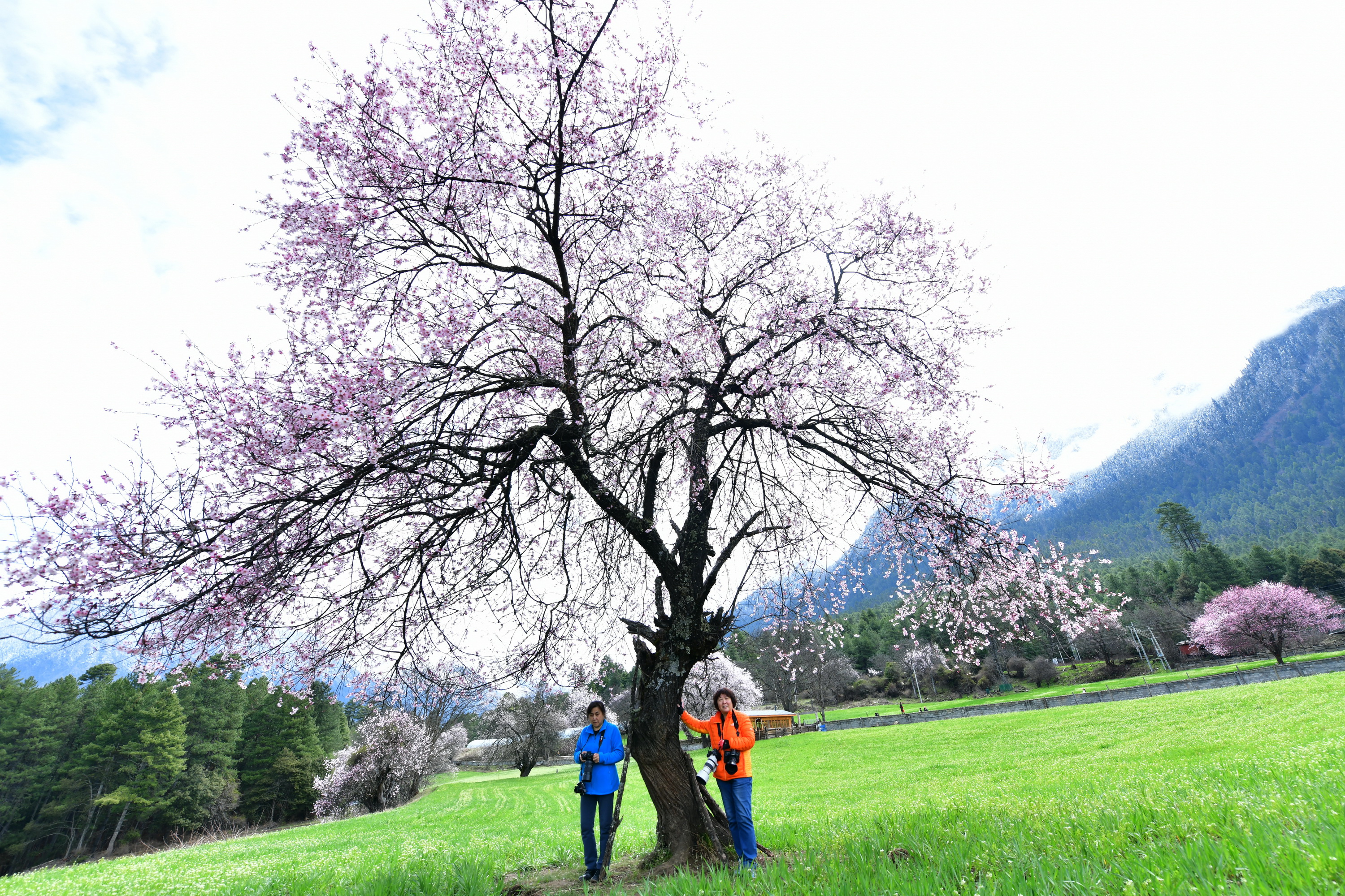 雪域林芝桃花图片 (在雪域江南西藏林芝邂逅漫山桃花)