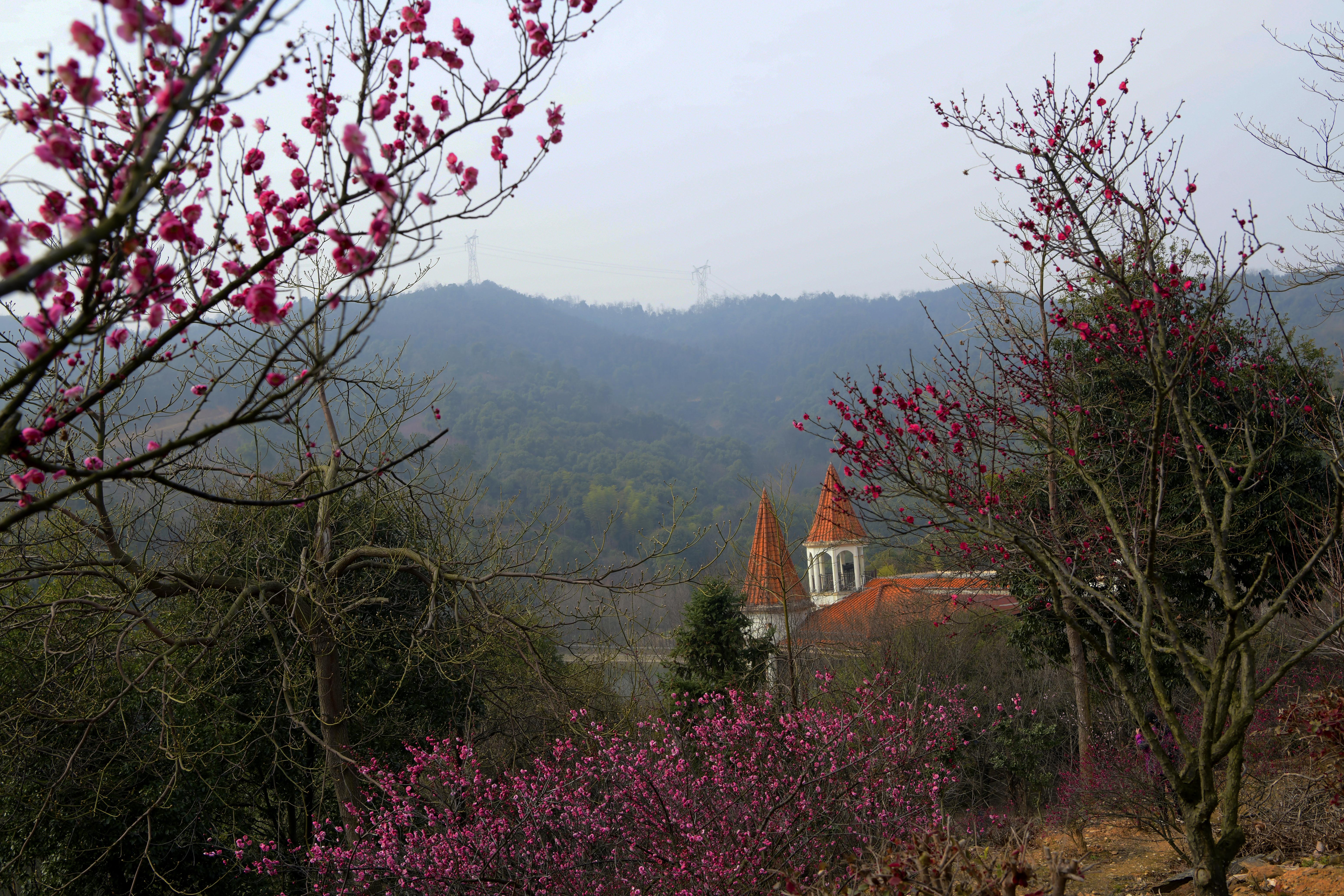 南昌中盛山庄杜鹃花最佳观赏期,南昌中盛山庄门票