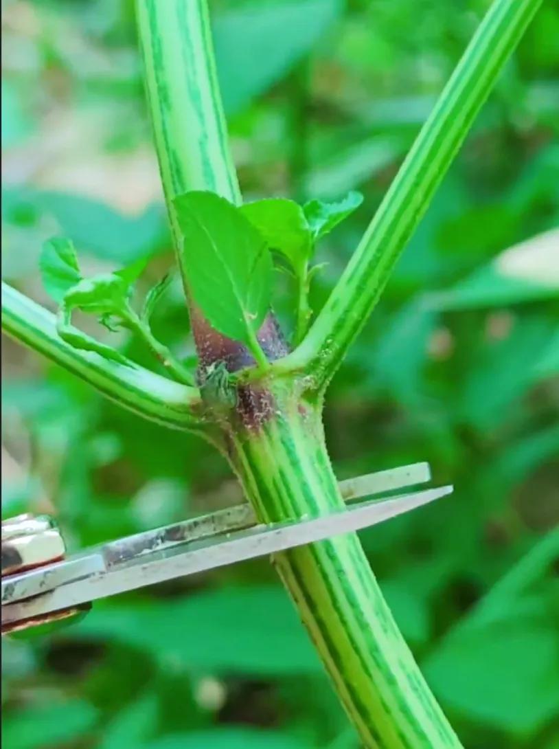 农村常见的顽固藤条植物,农村常见的止血植物图片