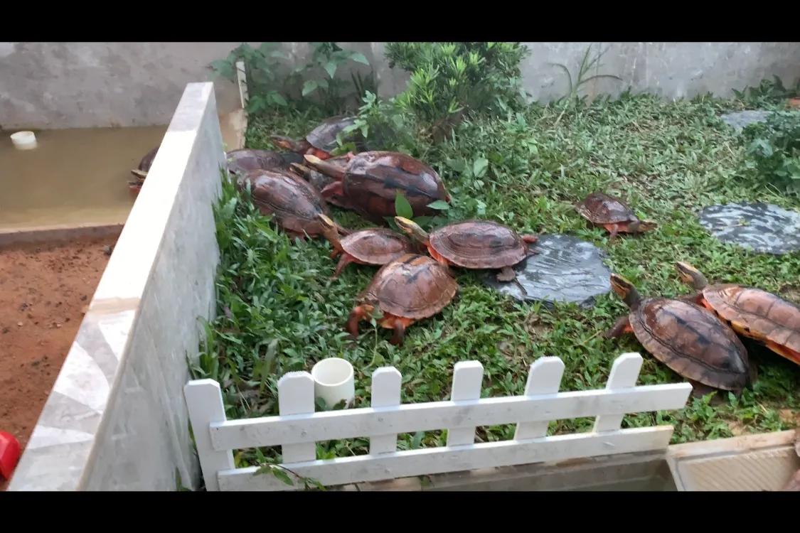 三线闭壳金钱龟生蛋期怎样喂,三线金钱龟饲养方法