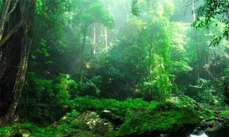 热带雨林是地球之肺教学视频,热带雨林是开发还是保护