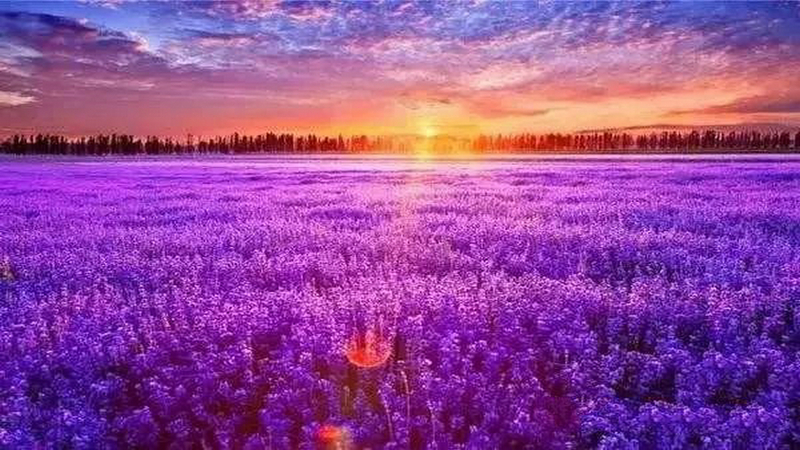 伊犁河谷薰衣草基地,伊犁河谷薰衣草自然条件