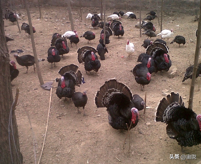 火鸡是否适应寒带地区养殖,火鸡养殖及营养价值