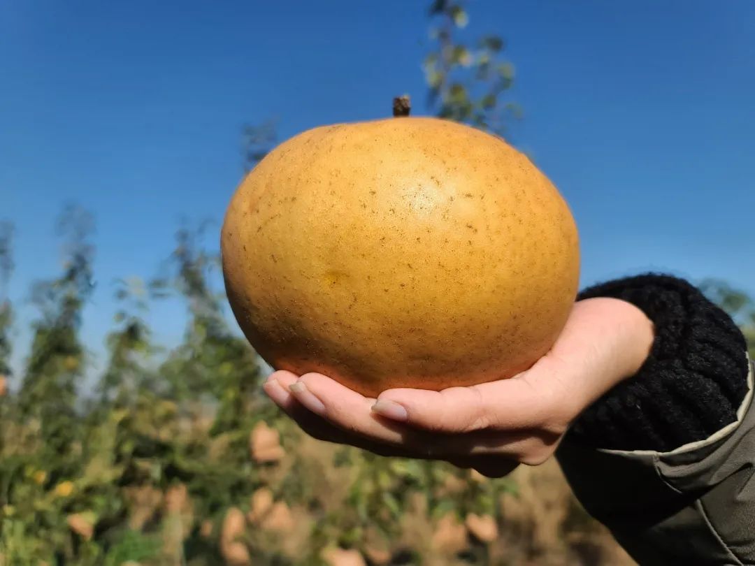 济南采摘园推荐最新,济南采摘园推荐秋季