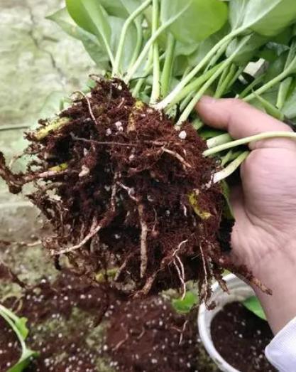 绿萝为什么叶子发黄应该怎样管理,绿萝叶片发黄怎么消除