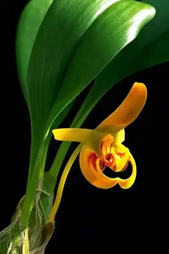 十种最有名的兰花图片,最美的100种兰花图片