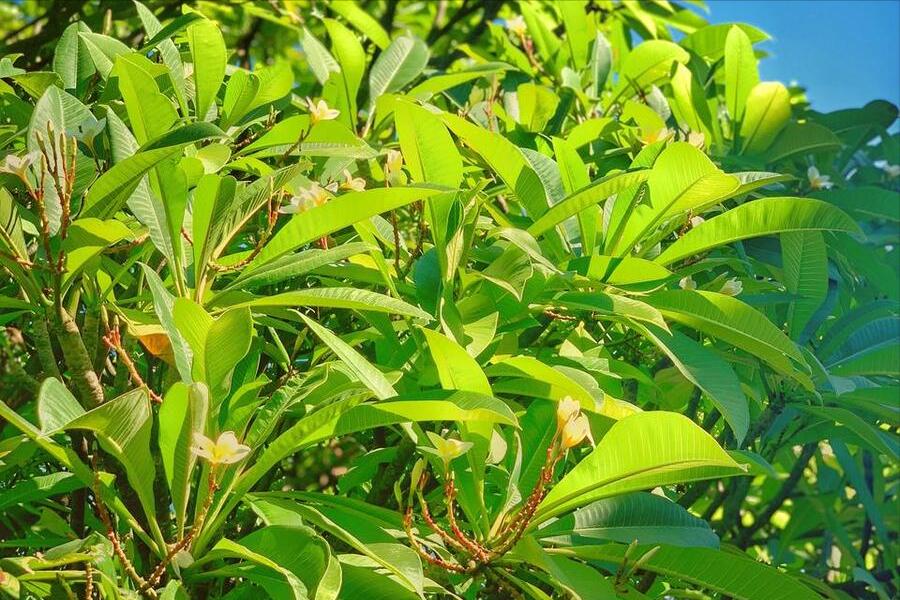 索马里曾经富裕,索马里是个怎样的国家