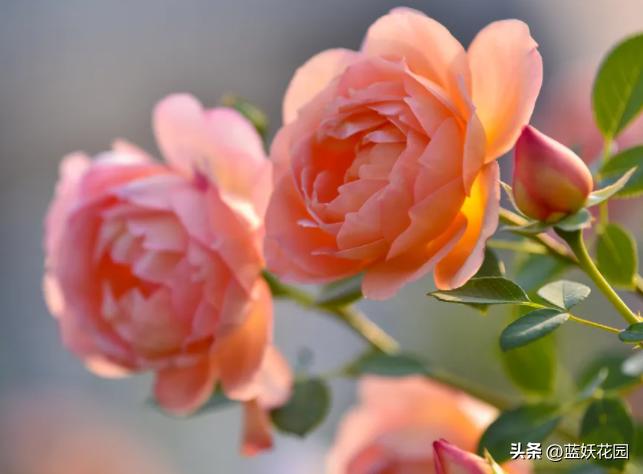 月季顶端枝接如何防止黑杆,月季修剪后上面黑杆了怎么办