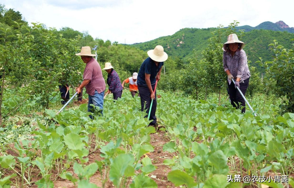 种大豆施什么化肥大豆能高产,大豆高产打什么药水大豆饱满