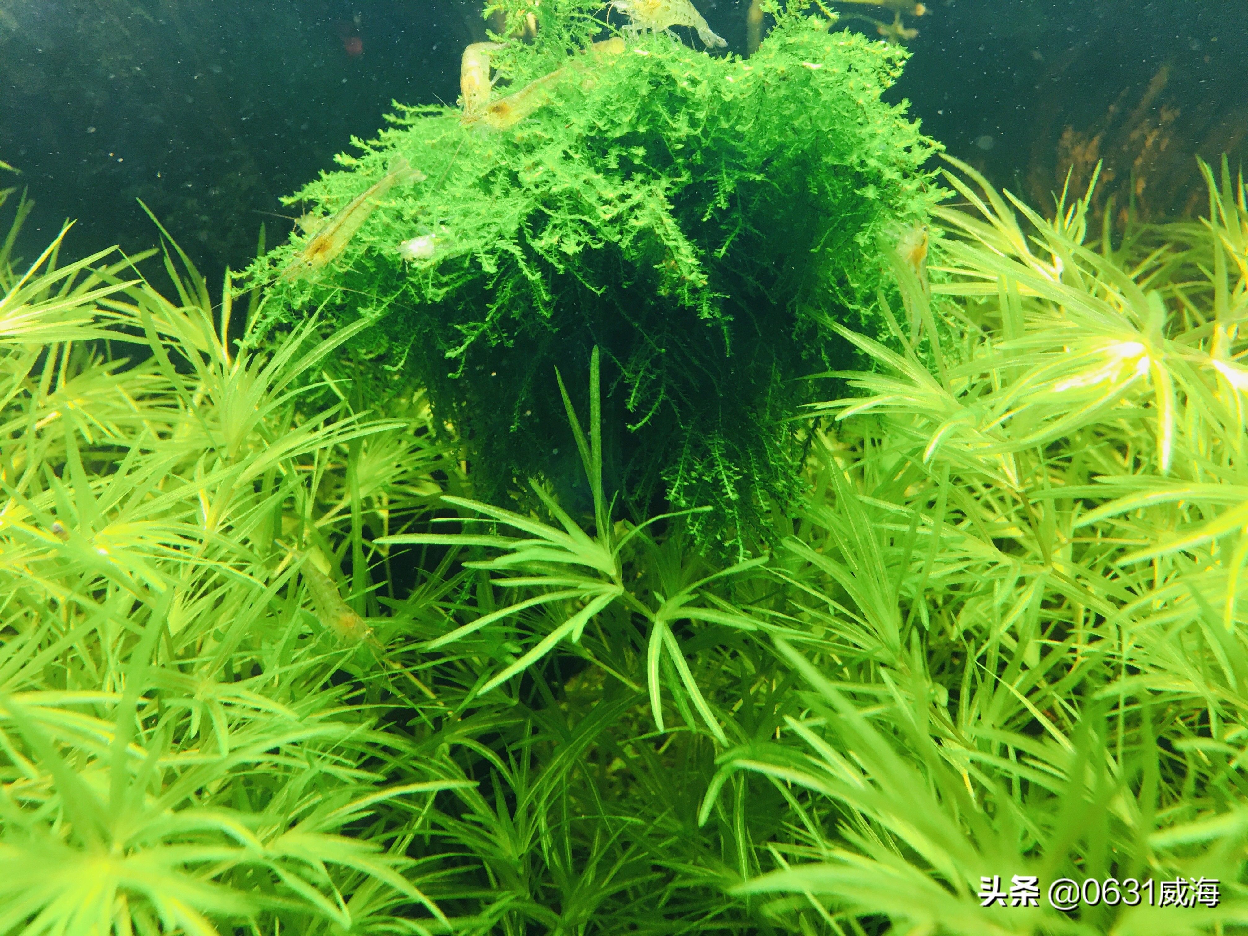 饲养金鱼需要注意的三大要点,金鱼冬季喂食注意事项