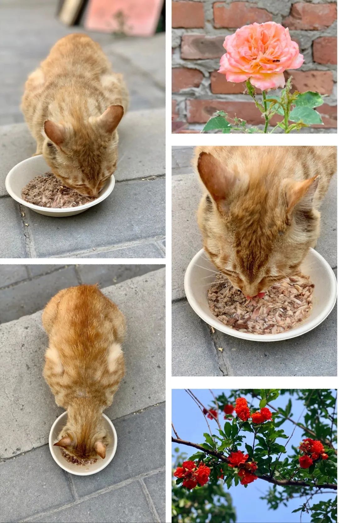 当一位普通北京市民「外头有猫了」