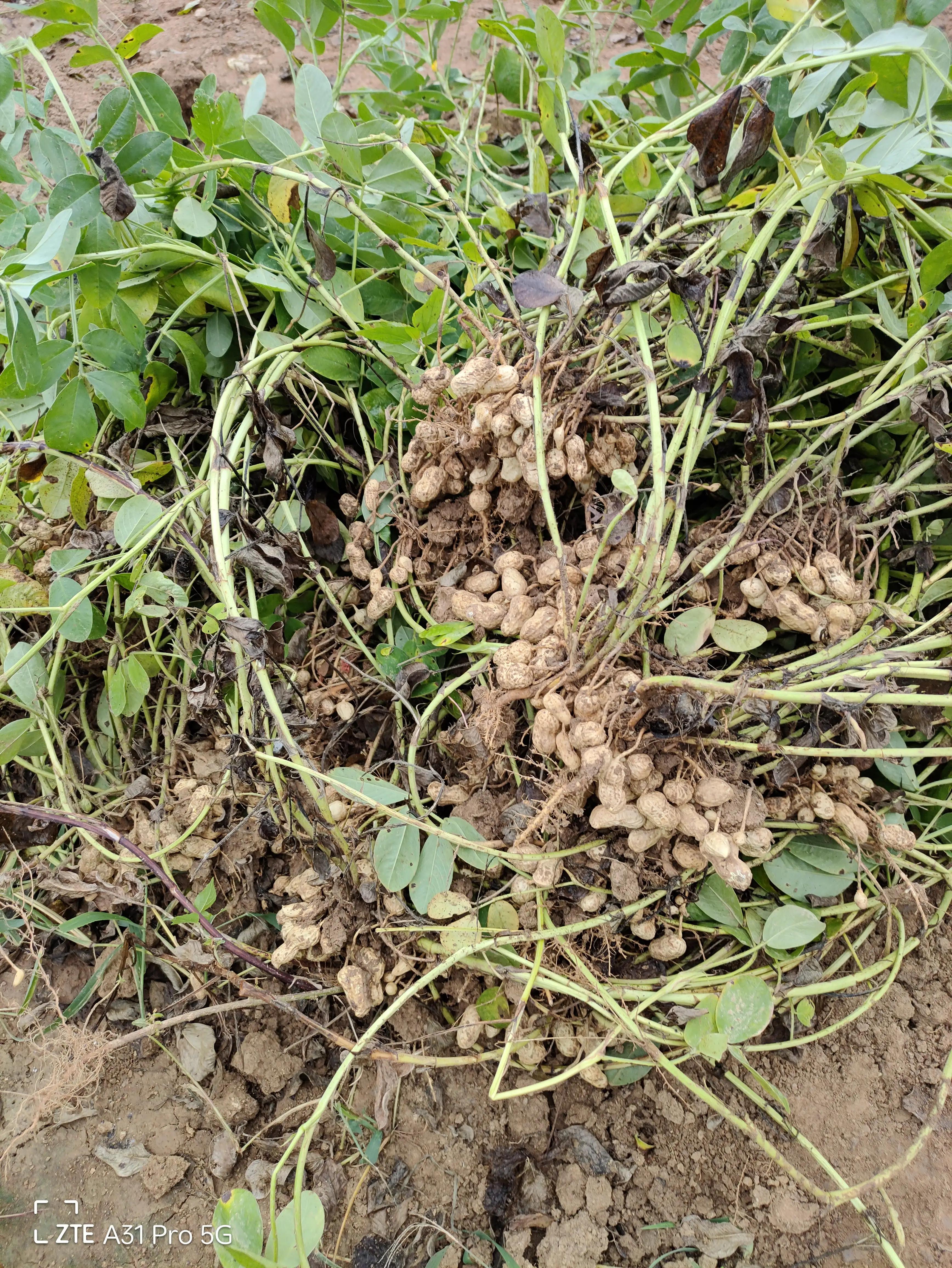 落花生的原名,落花生是什么意思