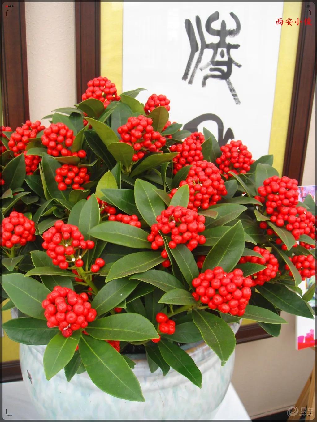 6种“昂贵花”，花钱不值得，纵使“美如仙”，十有八九养不活