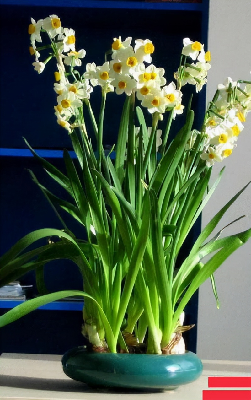 20种大毒花你家里养了吗,4种大毒花家里经常养