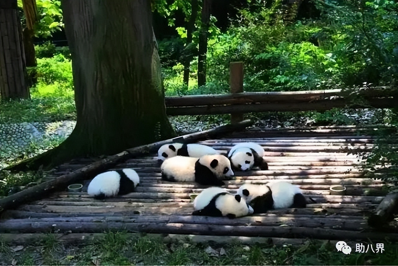 成都拍照打卡景点有哪些,成都必打卡的十大景点排名