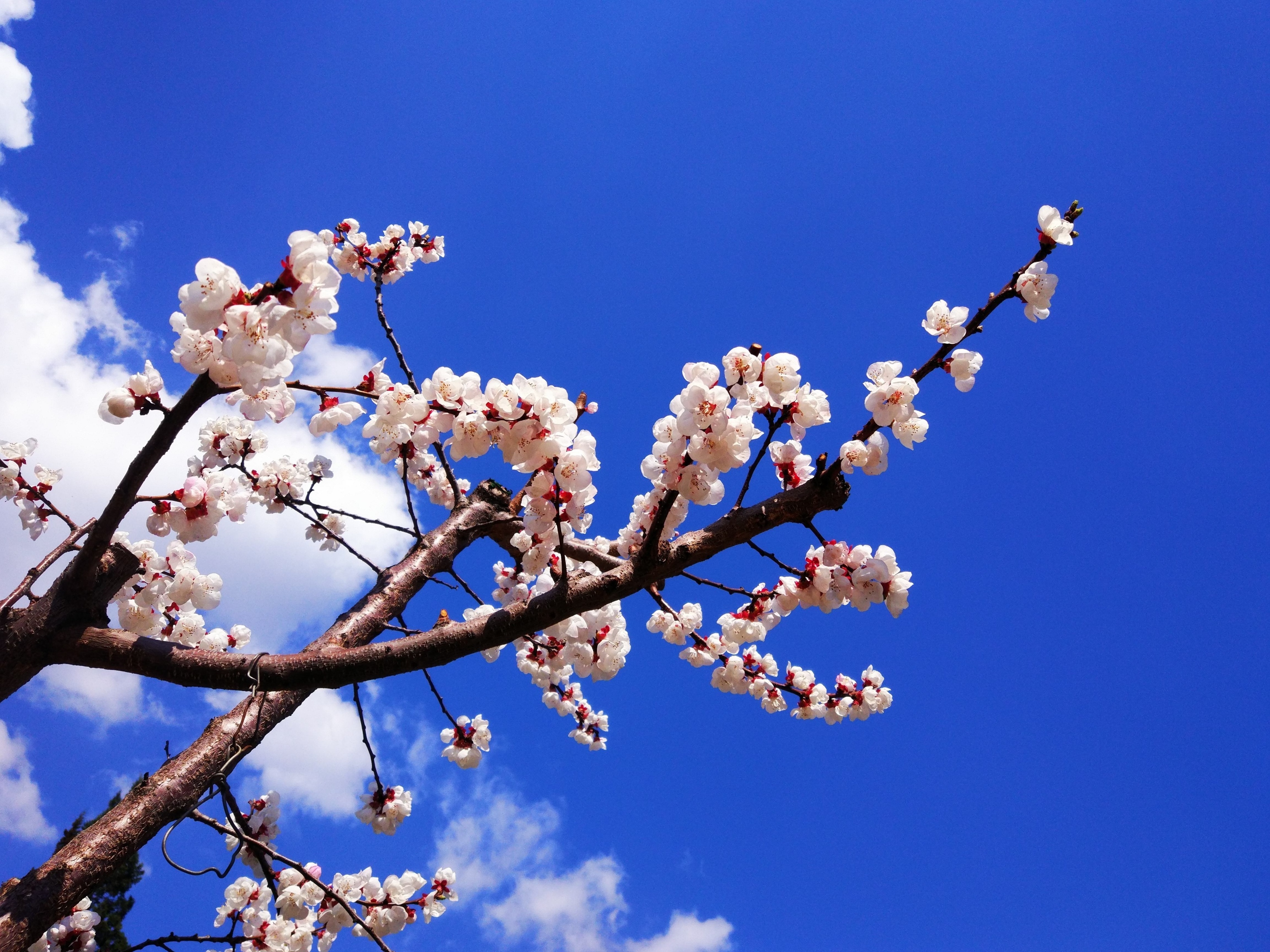 杏花桃花梨花荷花的诗有哪些,关于描写桃花杏花的唯美诗句